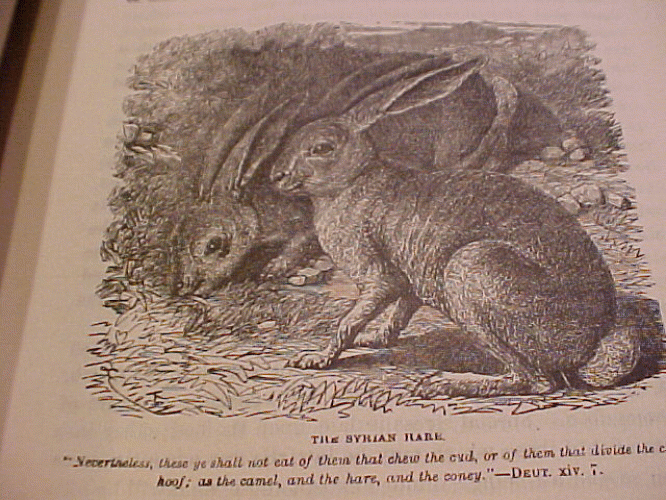 Bible Animals by J C Wood Circa 1877